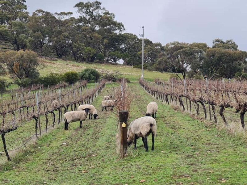 A Clare Valley Private Tour, Four Passengers: Local Pickup - FAQs