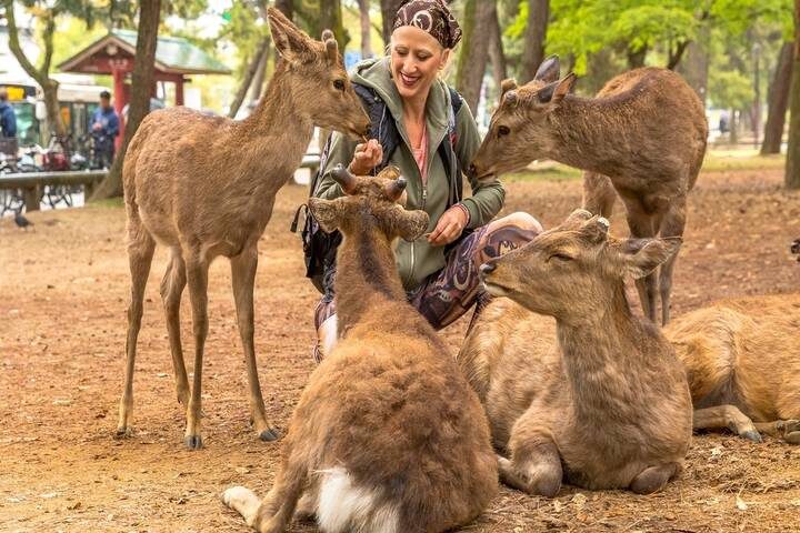 A Classic 11 Day Japan Holiday by Wonderful Holidays UK - Kyoto and Nara: temples, lanes and deer