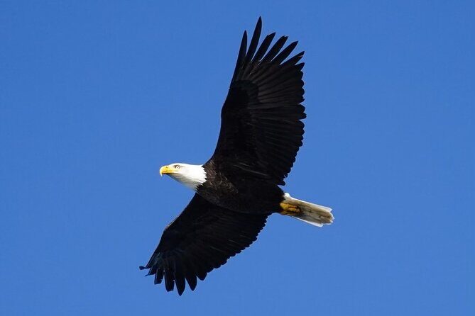 A Comfortable Sitka Whale Watching Wildlife Shore Excursion - The Experience: An In-Depth Look at the Itinerary