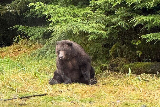 A Comfortable Sitka Whale Watching Wildlife Shore Excursion - Who Will Love This Tour?