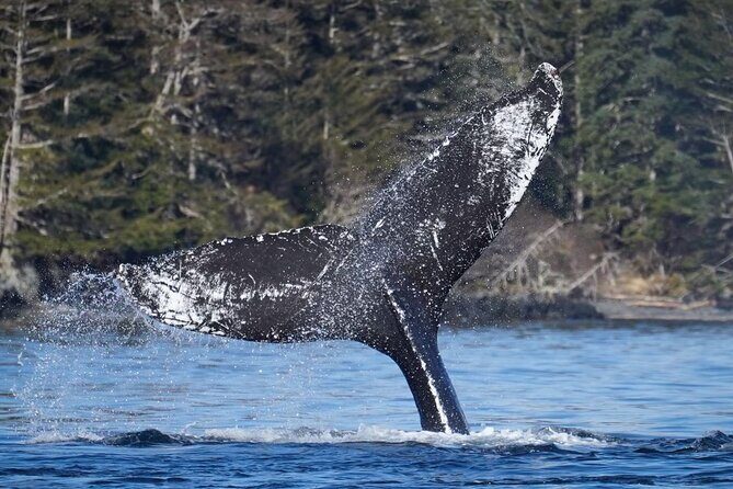 A Comfortable Sitka Whale Watching Wildlife Shore Excursion - FAQs