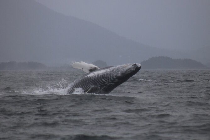 A Comfortable Sitka Whale Watching Wildlife Shore Excursion - Final Thoughts