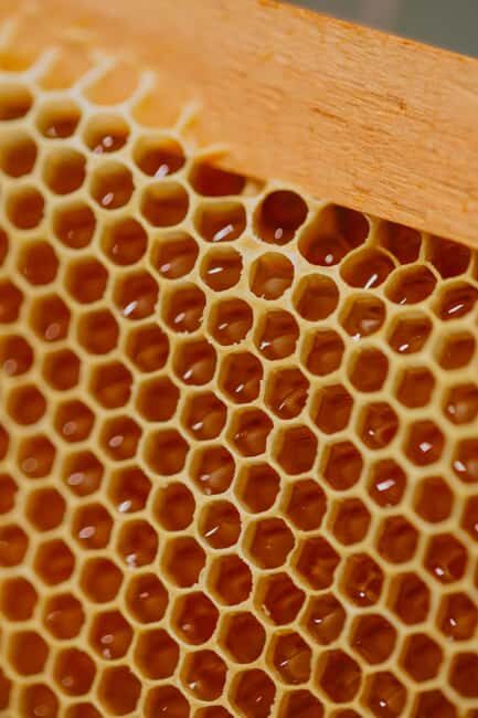 A day as a beekeeper: an adventure among mountains and nature - Good To Know