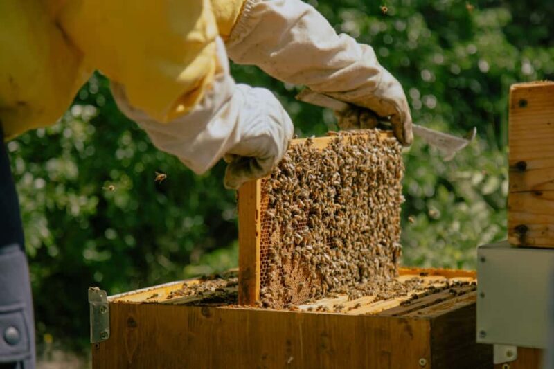 A day as a beekeeper: an adventure among mountains and nature - An In-Depth Look at the Beekeeping Adventure