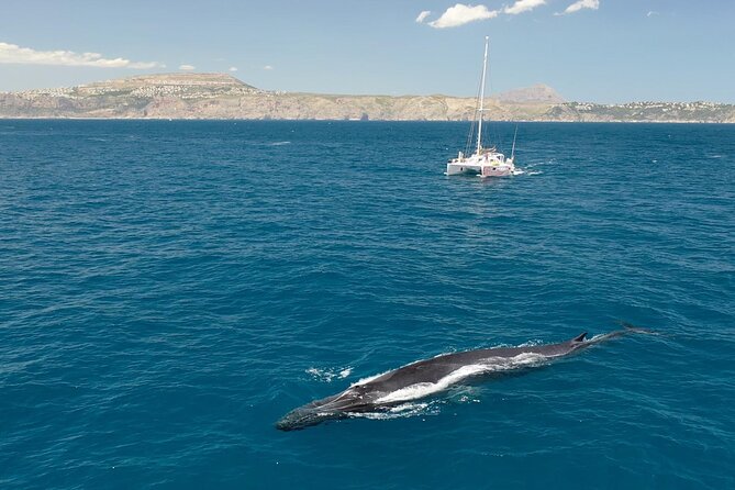 A Day at Sea From Dénia or Jávea With Barbecue Aboard the Catamaran - The Sum Up