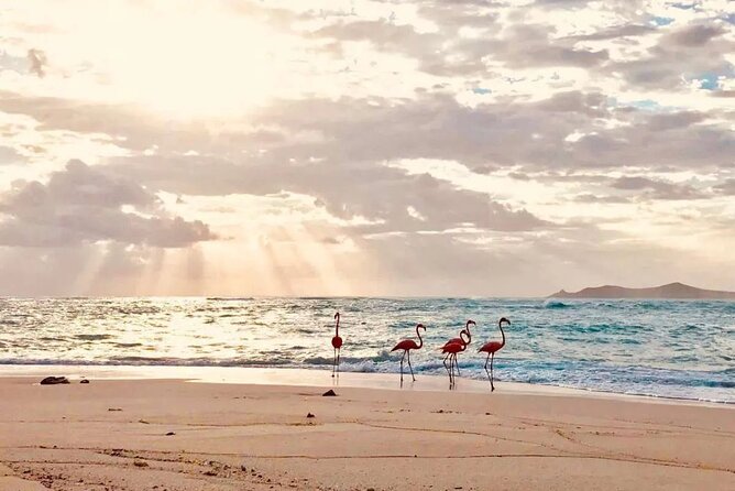 A Day at the Beach in Sisal - Admission and Booking Information