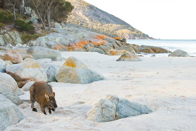 A Day At Wineglass Bay - Exploring the Itinerary: What to Expect