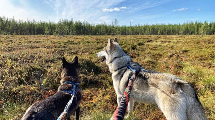 A Day at Wolfland - Experience Details