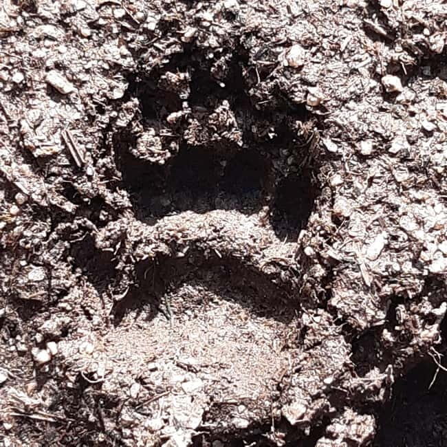 A Day Hike in Mervent Forest (Vendée) - Discovering Mervent Forest: What to Expect from the Tour