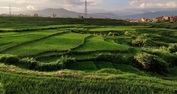 A Day Hiking From Kathmandu: Phulchowki Hill - Booking and Cancellation Policy
