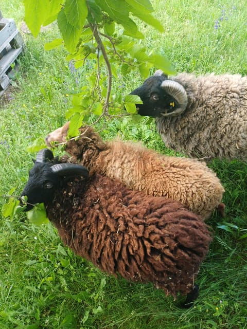 A Day in a Biodynamic Farm for the Family - Good To Know