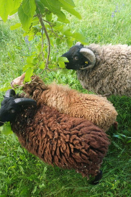 A Day in a Biodynamic Farm for the Family - Group and Private Options