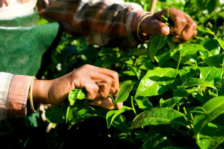 A Day in Munnar: Nature, Culture, and Local Flavor - Pothamedu View Point Exploration