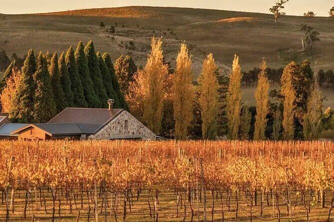 A Day In The Vineyards || Luxury Private Winery Tour From Sydney - Introduction: Why This Tour Stands Out