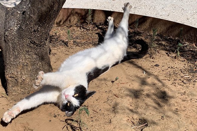 A Day in Tuscany & Medieval Towns - Uncovering Historical Treasures in Tuscany