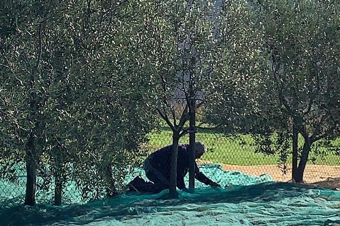 A Day in Tuscany & Medieval Towns - Experiencing the Beauty of Tuscanys Countryside