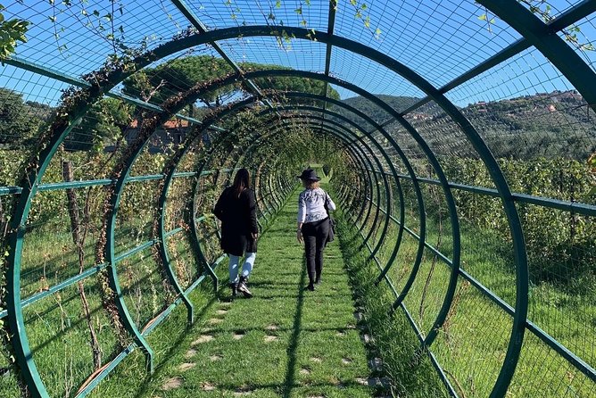 A Day in Tuscany & Medieval Towns - Taking in the Rich Culture of Tuscany