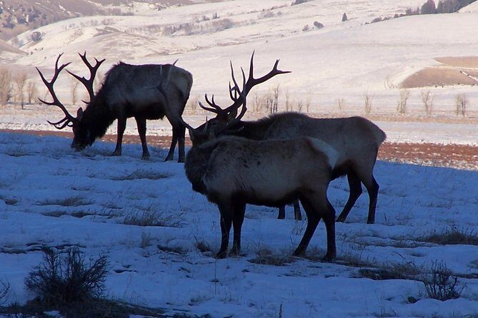 A Day Khustai National Park - Good To Know