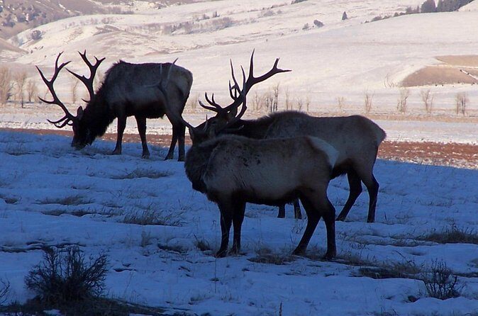 A Day Khustai National Park - Practical Tips for Making the Most of Your Day