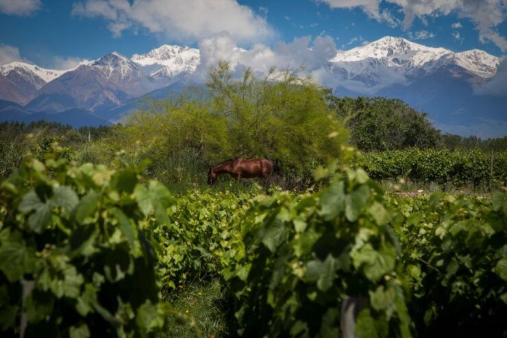 A Day of Rafting, Wineries & Real "Asado Argentino" - Activity Overview