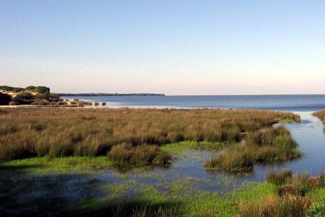 A Day Through the Doñana National Park and the Village of Rocio - Excursions and Activities in Doñana