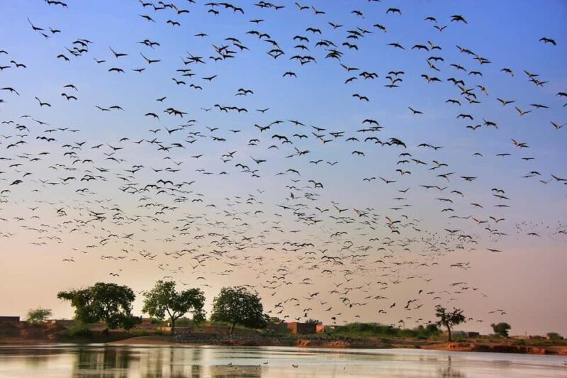 A Day Tour of Bharatpur Bird Sanctuary from Agra. - Introduction to the Bharatpur Bird Sanctuary Tour