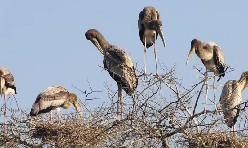 A Day Tour of Bharatpur Bird Sanctuary from Agra. - The Experience in Detail