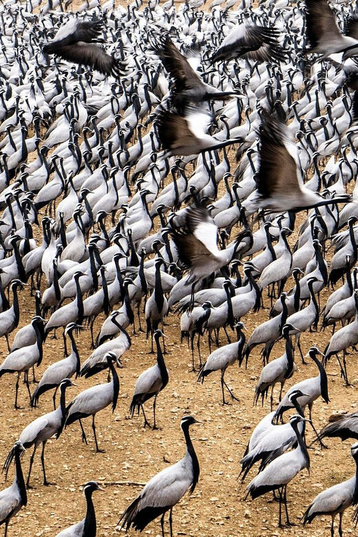 A Day Tour of Bharatpur Bird Sanctuary from Agra. - The Sum Up