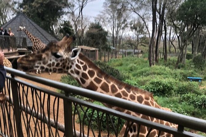 A Day Tour to Giraffe Center in Nairobi Kenya - Highlights