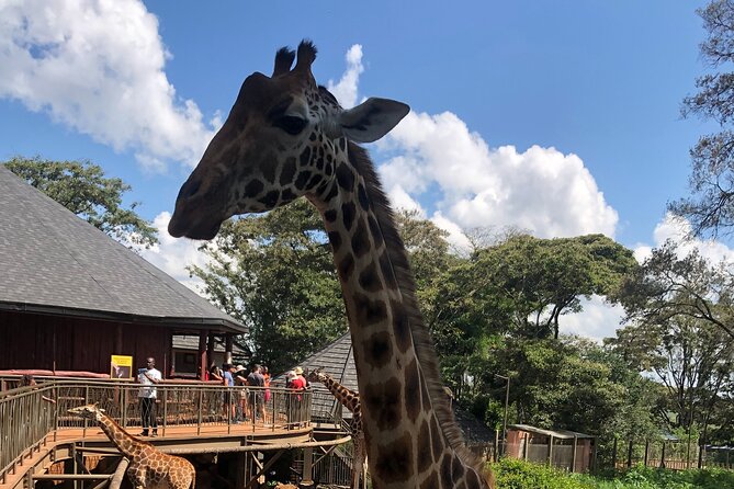 A Day Tour to Giraffe Center in Nairobi Kenya - What to Expect