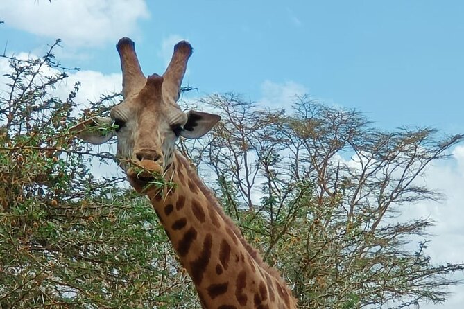 A Day Tour to Giraffe Center in Nairobi Kenya - Booking Information
