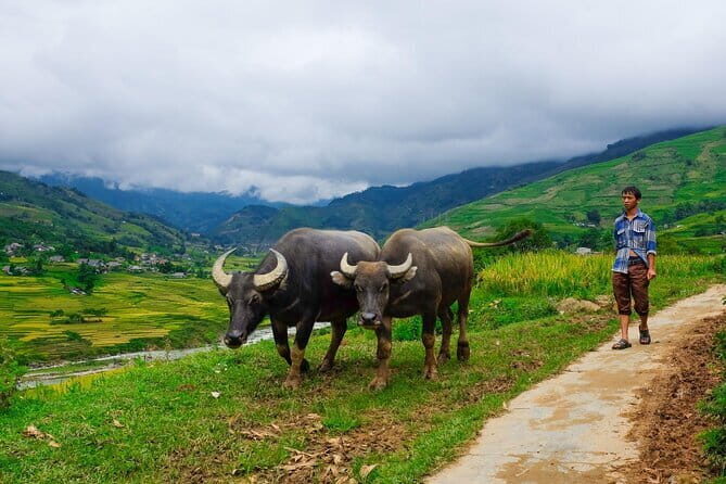 A day Trek to Rice Field in LaoChai-Tavan village-MuongHoa valley - An in-depth look at the Muong Hoa rice field trek