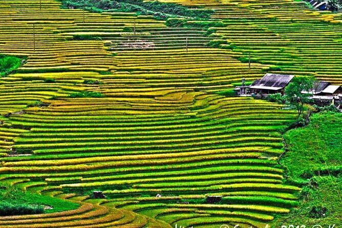 A day Trek to Rice Field in LaoChai-Tavan village-MuongHoa valley - FAQ