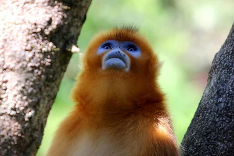 A day trip to the Xi'an Qinling Giant Panda Research Center - An in-depth look at the day trip experience