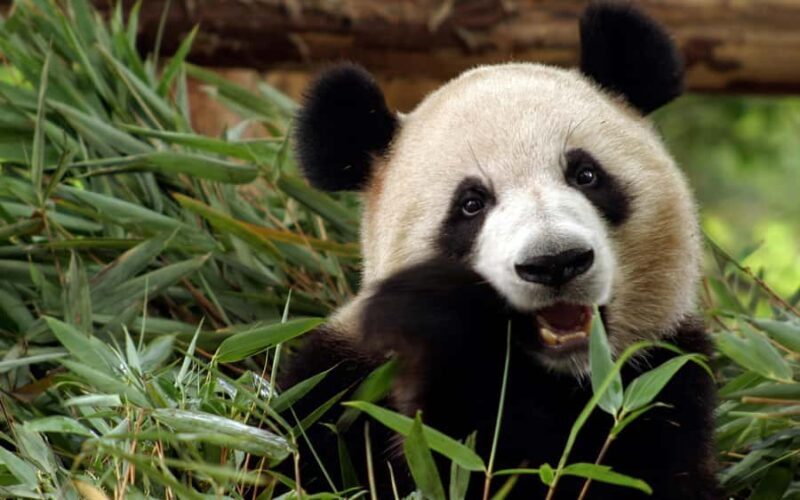 A day trip to the Xi'an Qinling Giant Panda Research Center - Who is this tour best suited for?