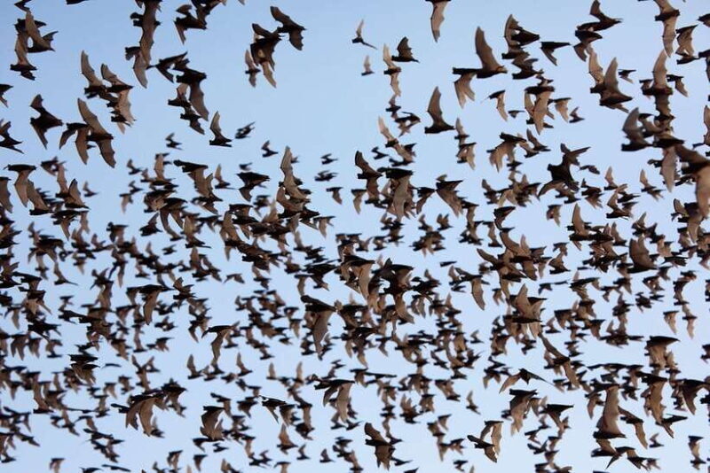 A Day TukTuk Handicrafts Bambootrain Killing&BatCaves,Sunset - Final Thoughts