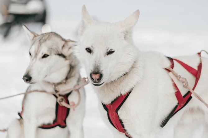 A Day With Bite Among the Sled Dogs - Le Ptit Coureur Des Bois Dog Sledding Adventure
