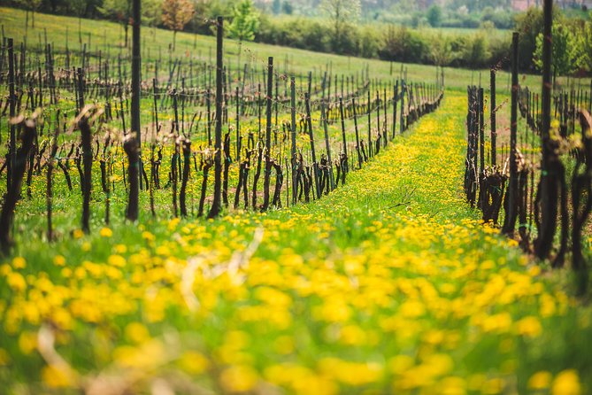 A Delightful Wine Tasting in the Scenic Countryside With Lunch - Cancellation Policy Information