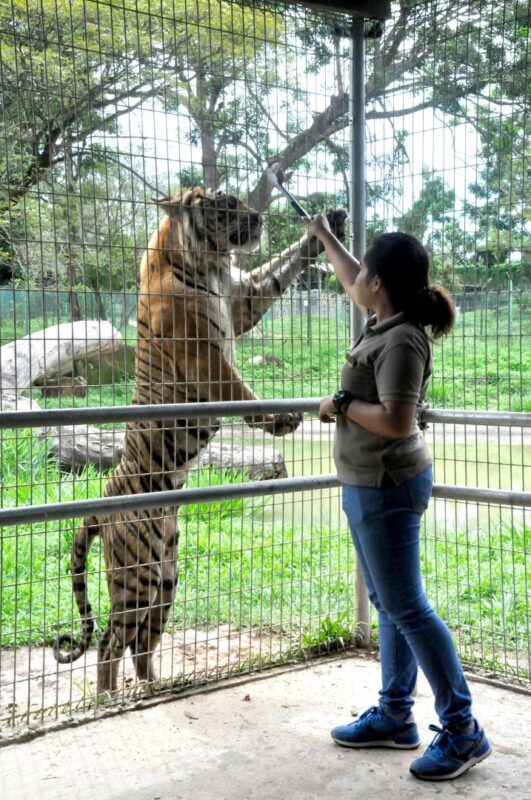 AFamosa Ticket in Melaka - Safari Wonderland: animals, shows and a boat ride