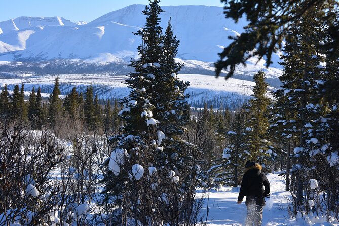 A Full-Day, Small-Group Denali National Park Tour  - Fairbanks - Traveler Photos and Reviews