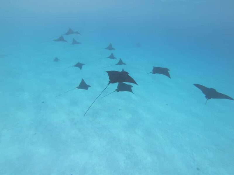 A full day to know Bora Bora with o-sea Bora Bora - The Sum Up