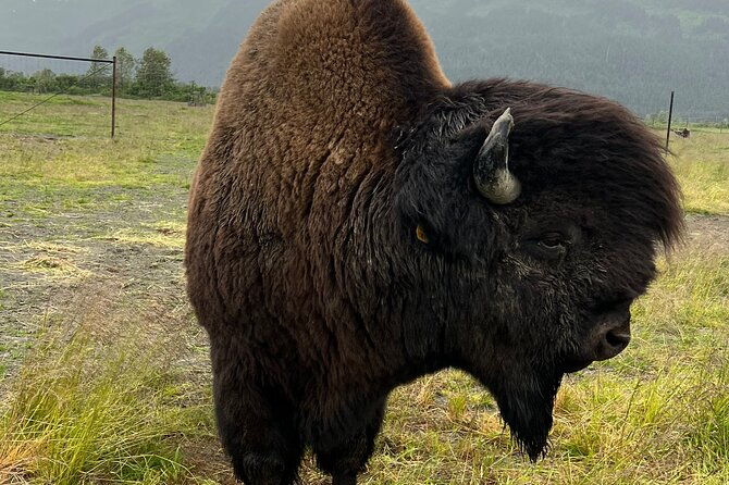 A Guided Alaskan Escape: Wildlife Sanctuary and Glacier Hiking - A Guided Alaskan Escape: Wildlife Sanctuary and Glacier Hiking – Review