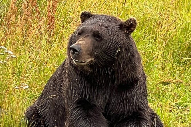 A Guided Alaskan Escape: Wildlife Sanctuary and Glacier Hiking - FAQ
