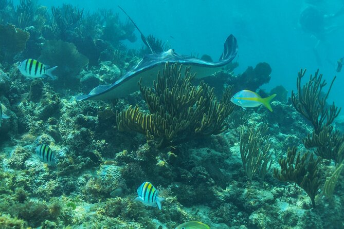 A Half-Day Catamaran Tour With Lunch and Open Bar  - Playa Del Carmen - Criticisms and Issues