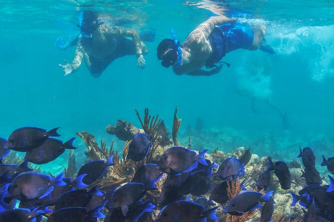 A Half-Day Catamaran Tour With Lunch and Open Bar  - Playa Del Carmen - The Sum Up