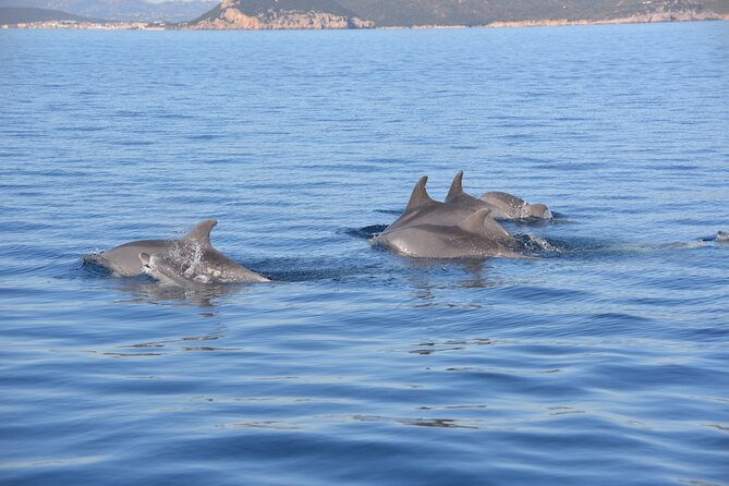 A Half-Day Dolphin-Spotting Cruise in a Rubber Dinghy  - Sardinia - Cancellation Policy