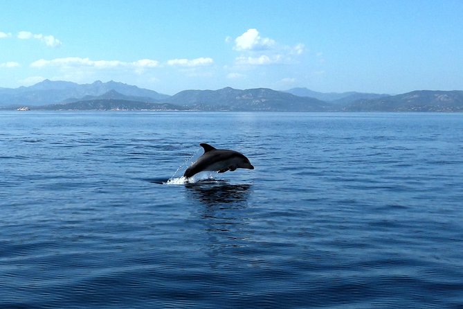 A Half-Day Dolphin-Spotting Cruise in a Rubber Dinghy  - Sardinia - Pricing and Additional Information