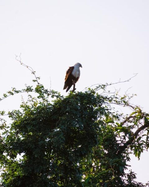 A Hidden Gem in Sigiriya: Magical Boat Journey. - Community Impact and Sustainability