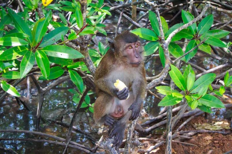 A Jungle-to-Sea Kayaking & Trekking Adventure in Phuket - Authentic Experiences & Unique Highlights