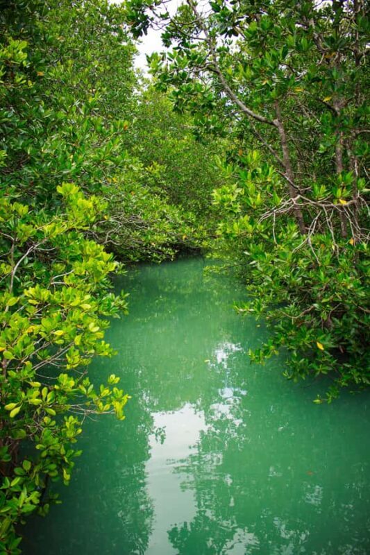 A Jungle-to-Sea Kayaking & Trekking Adventure in Phuket - FAQs